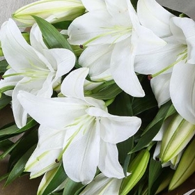 White Lillies