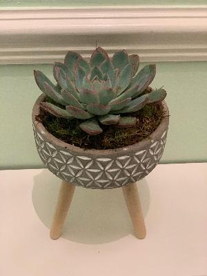 Footed Bowl Succulent