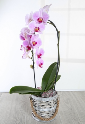 Pink Orchid