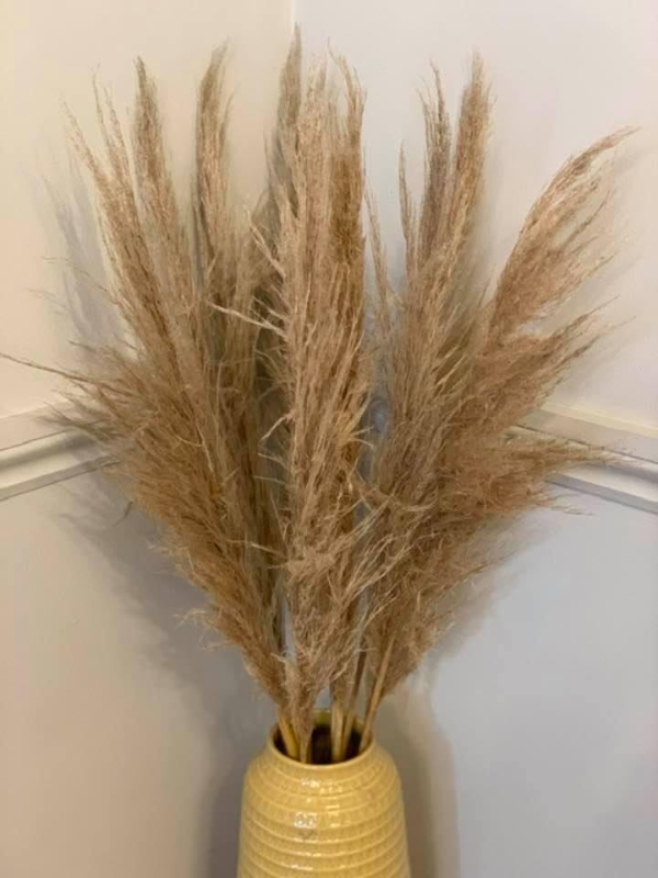 Pampas Grass