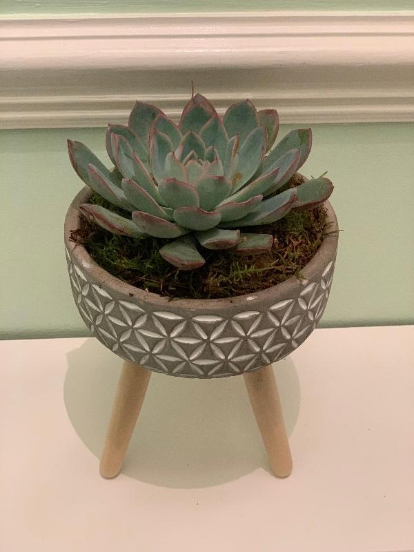 Footed Bowl Succulent